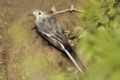 Motacilla alba